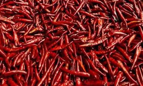 வத்தல் விலை உயர்வு