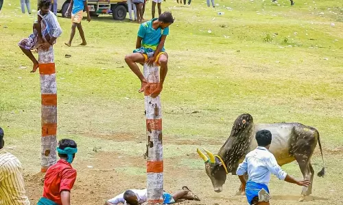 மஞ்சுவிரட்டில் சீறிப்பாய்ந்த காளைகள்