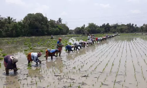 குறுவை சாகுபடி பணிகள் மும்முரம்