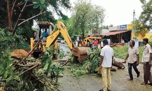 மரங்கள் முறிந்து விழுந்ததால் போக்குவரத்து பாதிப்பு