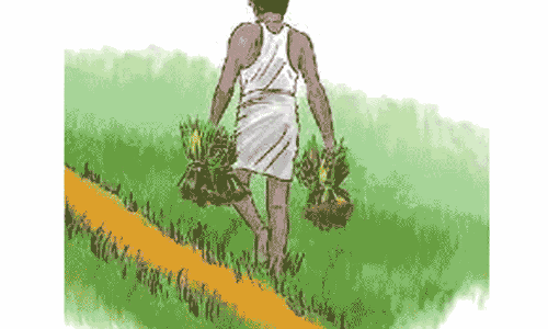அனைவரும் பயன் அடையும் வகையில் குறுவை தொகுப்பு திட்டத்தை செயல்படுத்த வேண்டும் விவசாயிகள் கோரிக்கை அனைவரும் பயன் அடையும் வகையில் குறுவை தொகுப்பு திட்டத்தை செயல்படுத்த வேண்டும் விவசாயிகள் கோரிக்கை