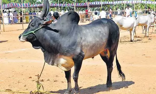 ஜல்லிக்கட்டில் நாட்டுமாடுகளுக்கு மட்டுமே அனுமதி: ஐகோர்ட்டு உத்தரவுக்கு சுப்ரீம் கோர்ட்டு தடை ஜல்லிக்கட்டில் நாட்டுமாடுகளுக்கு மட்டுமே அனுமதி: ஐகோர்ட்டு உத்தரவுக்கு சுப்ரீம் கோர்ட்டு தடை