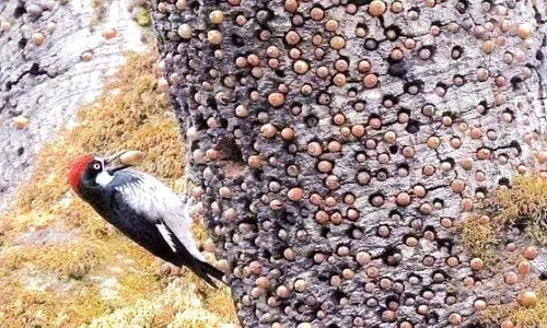 மரங்கொத்தி உணவு சேமிப்பு