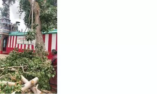 போடி அருகே அனுமதியின்றி  மரத்தை வெட்டிய மர்ம நபர்கள்