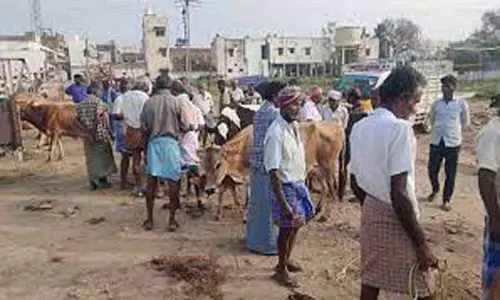 அந்தியூர் கால்நடை சந்தையில் கொங்கு காளை மாடு ஜோடி  ரூ.1¾ லட்சத்துக்கு விற்பனை