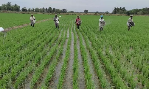 குறுவை சாகுபடி பணிகள் மும்முரம்