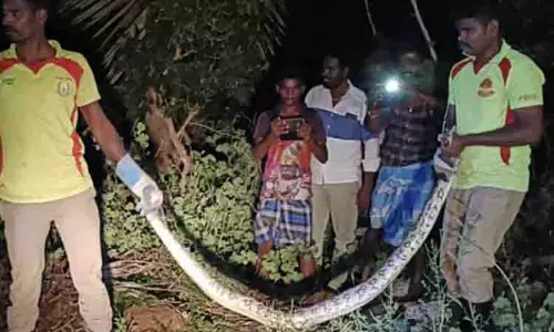 பெருமாள்பட்டியில் மலைப்பாம்பு பிடிபட்டது பெருமாள்பட்டியில் மலைப்பாம்பு பிடிபட்டது