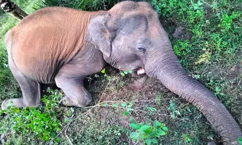 அம்மாபேட்டை அருகே சேற்றில் வழுக்கி விழுந்த யானை சாவு அம்மாபேட்டை அருகே சேற்றில் வழுக்கி விழுந்த யானை சாவு