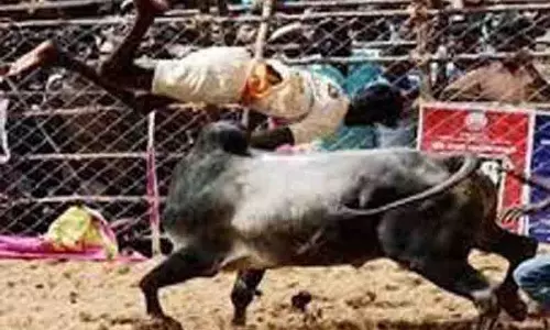 அனுமதியின்றி ஜல்லிக்கட்டு, மஞ்சுவிரட்டு நடத்தினால் கடும் நடவடிக்கை அனுமதியின்றி ஜல்லிக்கட்டு, மஞ்சுவிரட்டு நடத்தினால் கடும் நடவடிக்கை