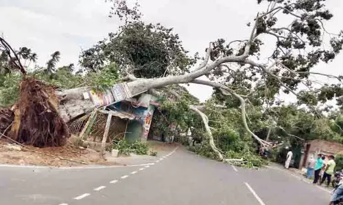 150 ஆண்டு பழமையான அரசமரம் வேரோடு சாய்ந்தது