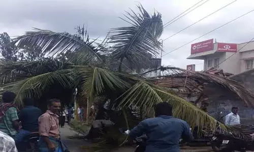 தாளவாடியில் சூறாவளிக்காற்றால் மரம் முறிந்து ரோட்டில் விழுந்தது தாளவாடியில் சூறாவளிக்காற்றால் மரம் முறிந்து ரோட்டில் விழுந்தது
