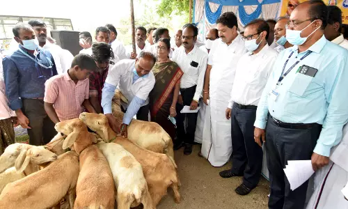 ஆடுகளுக்கு ஆட்டுக்கொல்லி நோய் தடுப்பூசி முகாம்