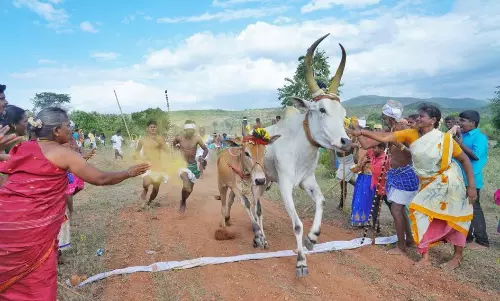 சாணார்பட்டி அருகே எருது விடும் விழா சாணார்பட்டி அருகே எருது விடும் விழா