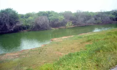 வேட்டங்குடி சரணாலயத்தில் இருந்து இடம்பெயர்ந்த வெளிநாட்டு பறவைகள்