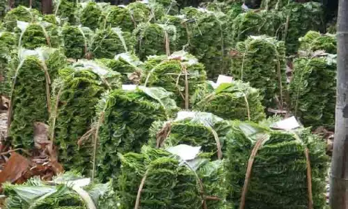 வரத்து அதிகரிப்பால் வெற்றிலை விலை வீழ்ச்சி