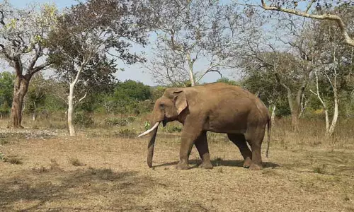 சாலையில் உலா வந்த காட்டு யானை