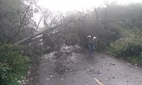 மரங்கள் விழுந்து போக்குவரத்து பாதிப்பு மரங்கள் விழுந்து போக்குவரத்து பாதிப்பு