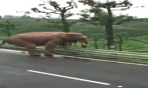 தோட்ட தொழிலாளர்கள் குடியிருப்பில் உலா வந்த காட்டு யானை தோட்ட தொழிலாளர்கள் குடியிருப்பில் உலா வந்த காட்டு யானை