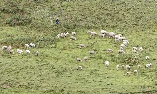 மனதை மயக்கும் மன்னவனூரில் சுற்றுலா பயணிகளை கவரும் கம்பளி ஆடுகள்