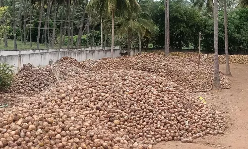 வத்தலக்குண்டுவில் விலை வீழ்ச்சியால் தேங்காய்கள் தேக்கம்
