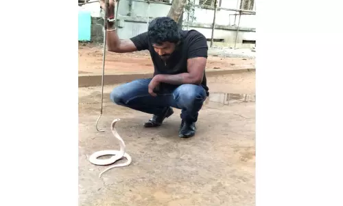 டாக்டர் வீட்டிற்குள் புகுந்த வெள்ளை நிற நாகபாம்பு