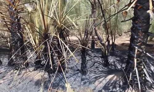 மணப்பட்டு காட்டுப்பகுதியில் தீ மணப்பட்டு காட்டுப்பகுதியில் தீ