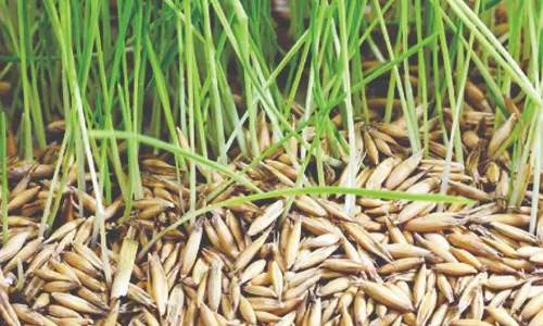 பாரம்பரிய விதைகளைப் பாதுகாக்கும்   விதை வங்கிகள் உருவாக்க வேண்டும்