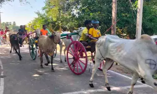 குதிரை, மாட்டு வண்டி பந்தயம் குதிரை, மாட்டு வண்டி பந்தயம்