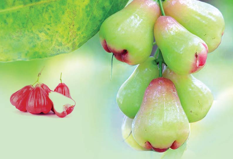 'Water apple' full of medicinal properties மருத்துவ குணங்கள் நிறைந்த