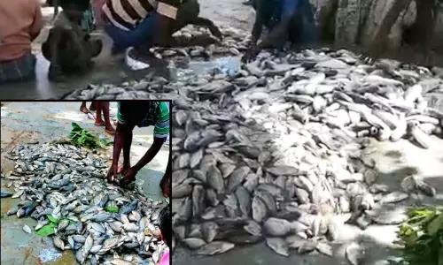 மீன் பிடி திருவிழா: மீன் குழம்பு வாசனையில் மூழ்கிய கிராமம்..!