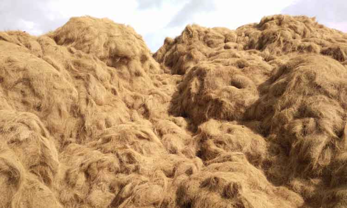 உலர வைக்க முடியாமல் தென்னை மஞ்சி தேக்கம்