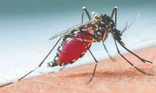 உடுமலை பகுதியில் அதிகரிக்கும் கொசு உற்பத்தி