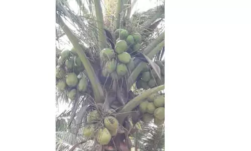 தென்னை மரங்களில் கொத்து கொத்தாக தேங்கி கிடக்கும் தேங்காய்கள்