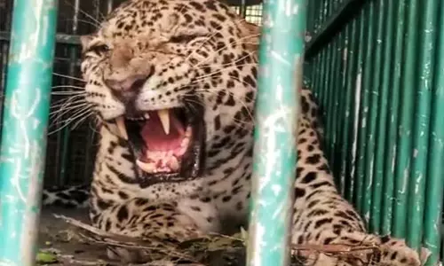 மைசூருவில் தொடர் அட்டகாசம் செய்த சிறுத்தை கூண்டில் சிக்கியது