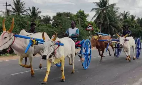 மாட்டு வண்டி எல்கை பந்தயம் மாட்டு வண்டி எல்கை பந்தயம்