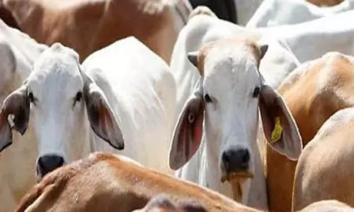 பசுவின் கோமியத்தை கொள்முதல் செய்ய சத்தீஸ்கர் காங்கிரஸ் அரசு திட்டம் - லிட்டர் ரூ.4-க்கு கொள்முதல்