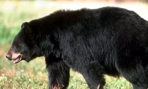 வருசநாடு அருகே  கரடி தாக்கி 2 பெண்கள் படுகாயம்