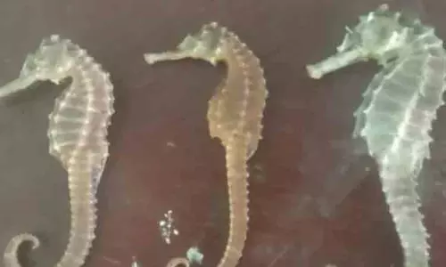 4 ஆயிரம் கடல் குதிரைகள் கடத்தல்; 2 பேர் கைது 4 ஆயிரம் கடல் குதிரைகள் கடத்தல்; 2 பேர் கைது