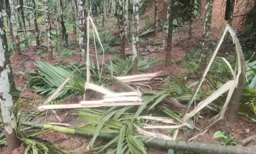 தோட்டத்திற்குள் புகுந்து காட்டு யானைகள் அட்டகாசம்; கிராம மக்கள் கோரிக்கை