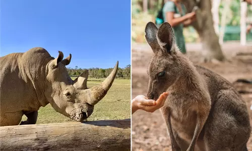 ஆஸ்திரேலியாவில் சுற்றுச்சூழல் கடும் பாதிப்பு; அழிவின் விளிம்பில் உயிரினங்கள் - அரசின் ஆய்வறிக்கையில் அதிர்ச்சி தகவல்!