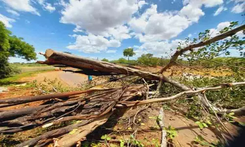 ஆபத்தான நிலையில் இருந்த மரம் அகற்றம்