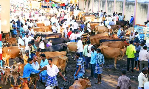 பொய்கை வாரச்சந்தையில்  விற்பனைக்கு குவிந்த கறவை மாடுகள்