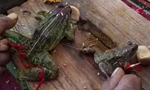 உத்தரப்பிரதேசத்தில் மழை பெய்ய வேண்டி தவளைக்குத் திருமணம் செய்து வைத்து சிறப்பு பூஜை..!