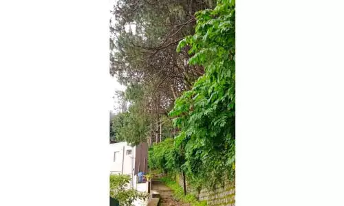 ஆபத்தான மரங்களை வெட்டி அகற்ற வேண்டும்