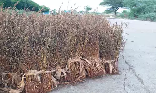 தண்ணீர் இல்லாததால் எள் விளைச்சல் குறைந்தது