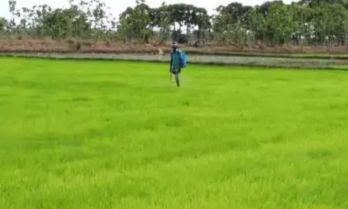 குறுவை பயிருக்கு காப்பீடு வழங்கப்படுமா?- விவசாயிகள் குறுவை பயிருக்கு காப்பீடு வழங்கப்படுமா?- விவசாயிகள்