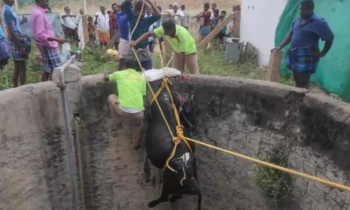 கம்பம் அருகே கிணற்றில் தவறி விழுந்த பசு சாவு