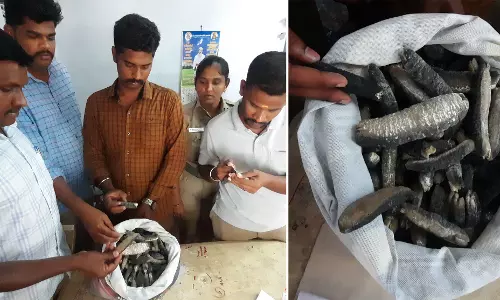 இலங்கைக்கு கடல் அட்டைகள் கடத்த முயன்ற 2 பேர் கைது இலங்கைக்கு கடல் அட்டைகள் கடத்த முயன்ற 2 பேர் கைது