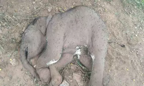 பிறந்து 5 நாளான குட்டியானை சாவு