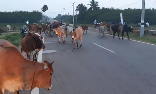 போக்குவரத்துக்கு இடையூறாக சுற்றித்திரியும் மாடுகள்